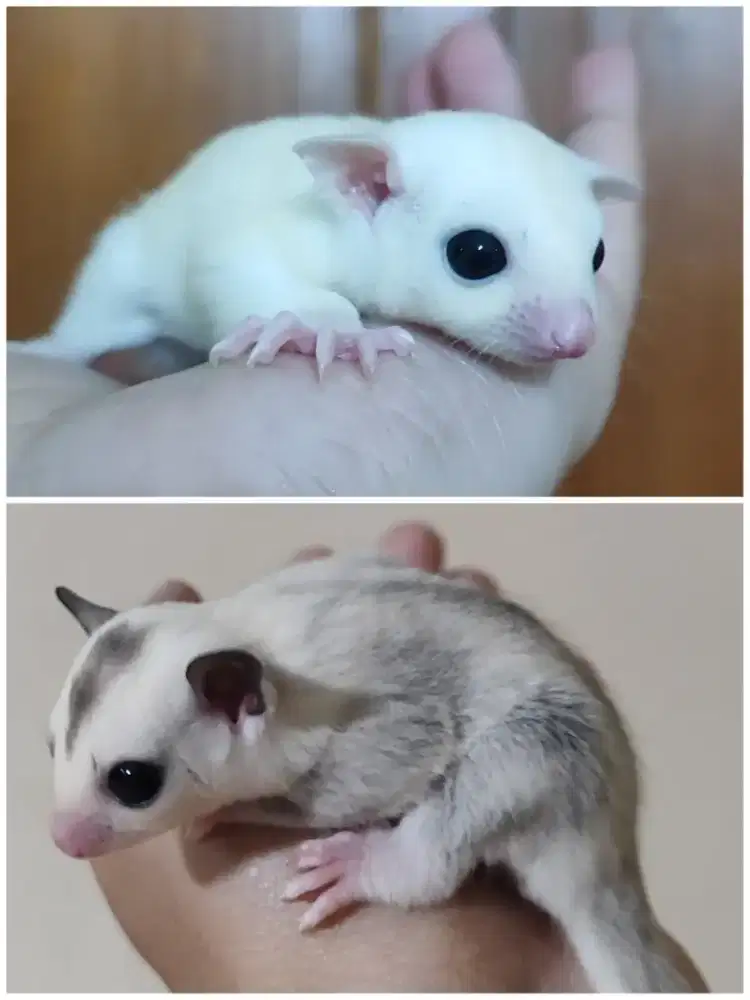 Sugar glider tpm dan leu