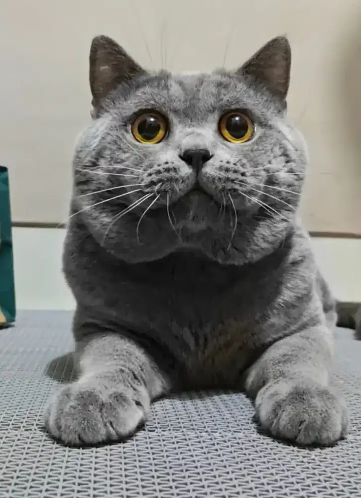 Jasa Pacak Kucing British Shorthair