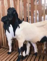 sepasang bakalan kambing etawa kaligesing 6 bulanan layak ternak puas