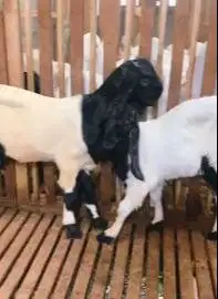 sepasang bakalan kambing etawa kaligesing 6 bulanan layak ternak puas