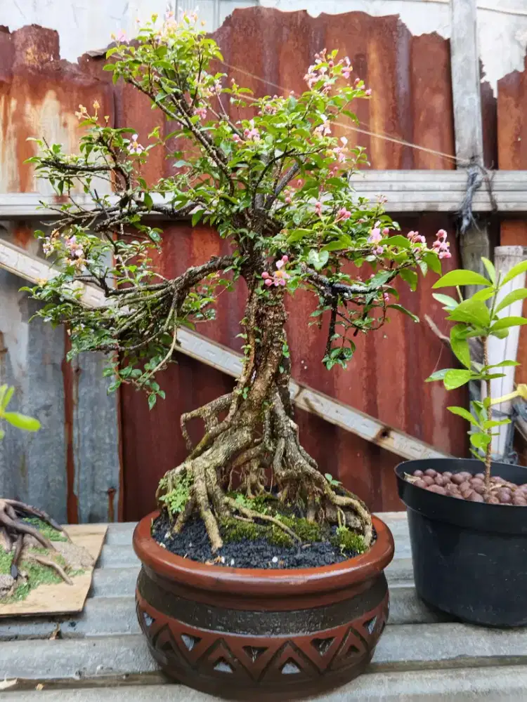 Sakura mikro berbunga
