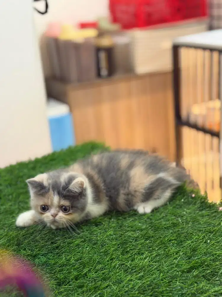 Kucing Exotic Shorthair/peaknose/british short hair/bsh