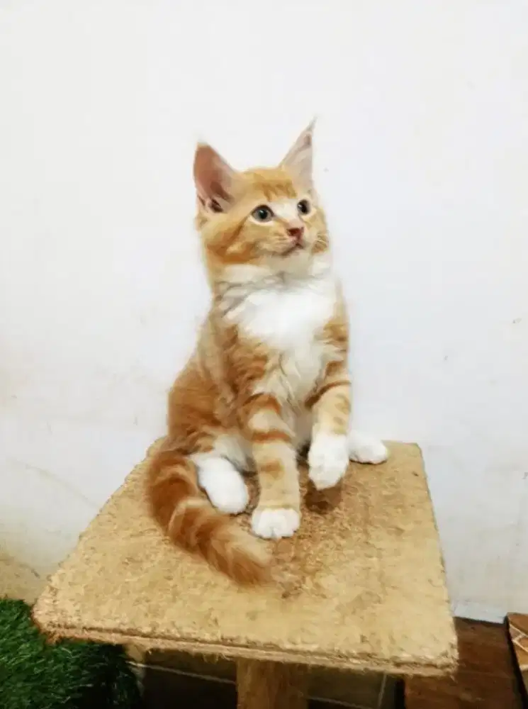 Kitten MaineCoon Jantan Pure No mix. Induk ped Cfa Maine Coon