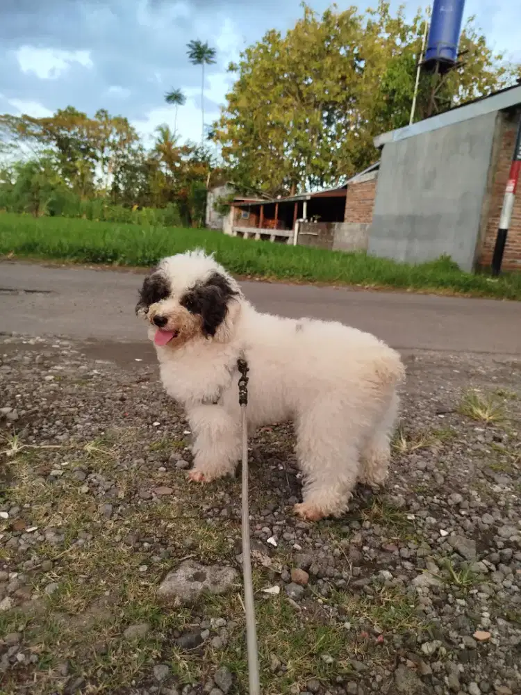 Sepasang toy poodle