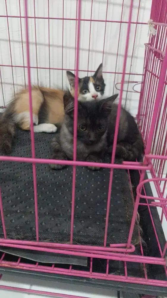 Kucing Anak Persia