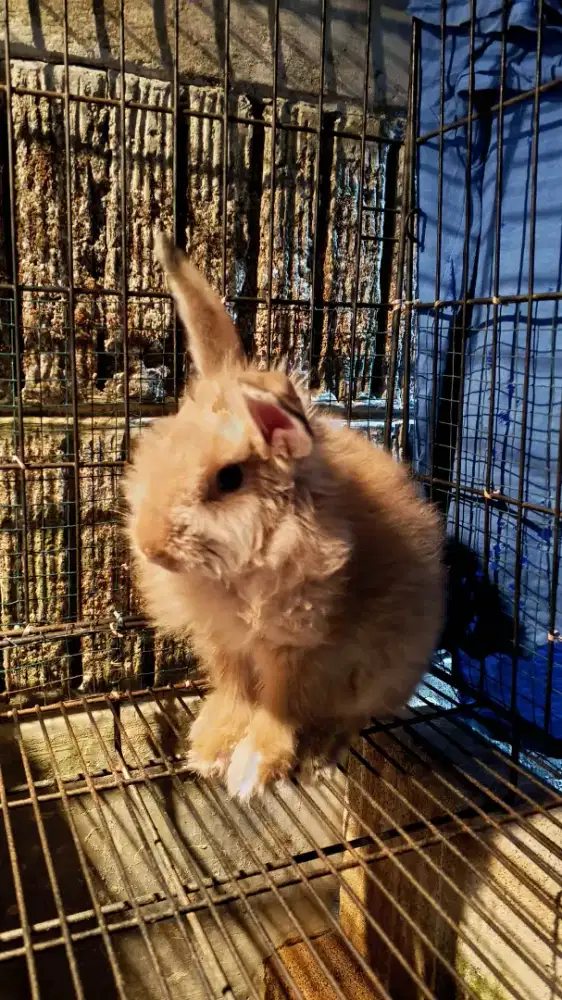 KELINCI HIAS ( Classicrabbit_buitenzorg )