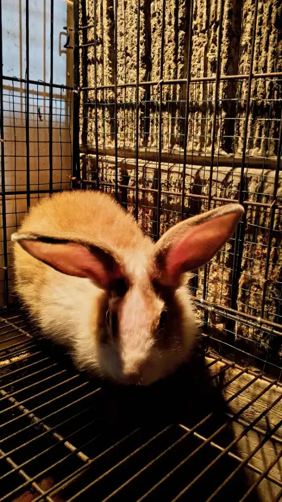 KELINCI HIAS ( Classicrabbit_buitenzorg )