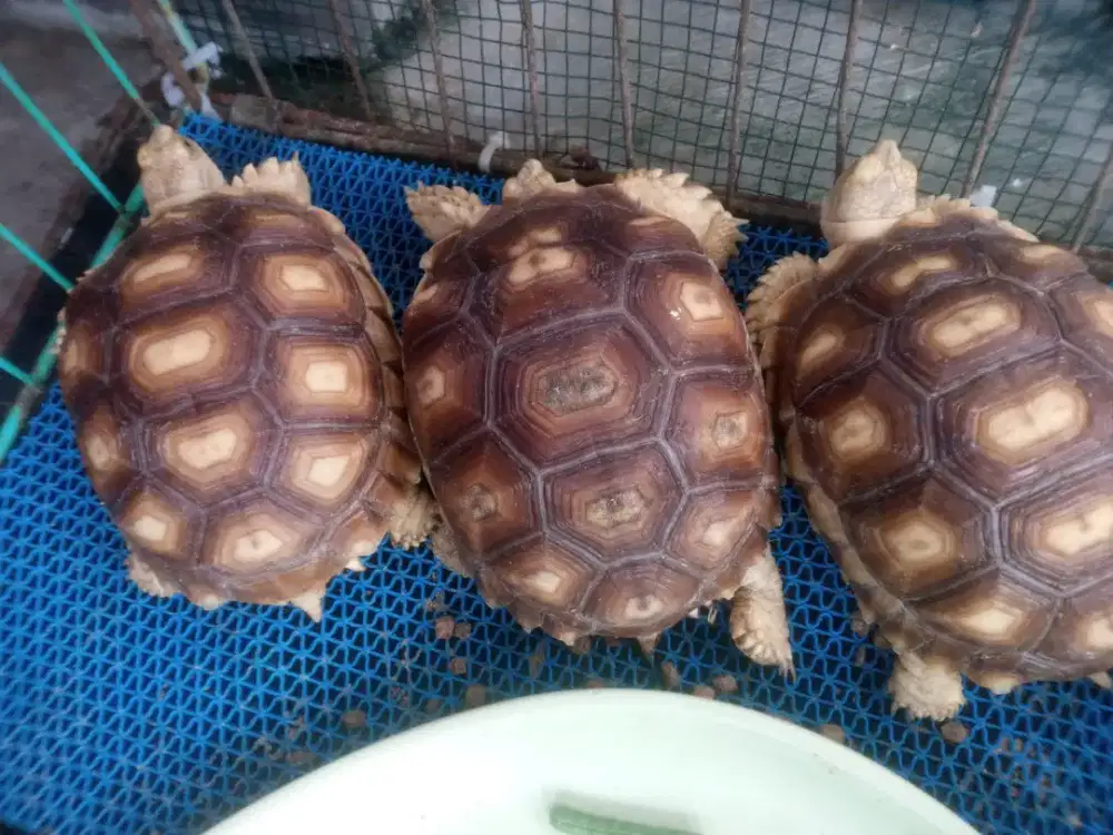 Sulcata kura kura Darat
