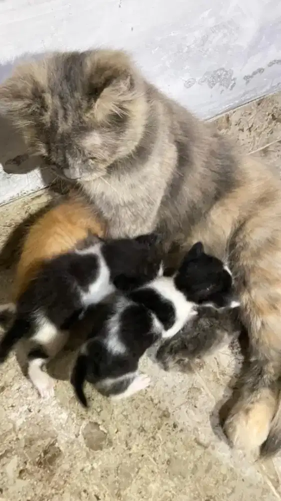 kucing persia borongan induk betina & 3 anakanya