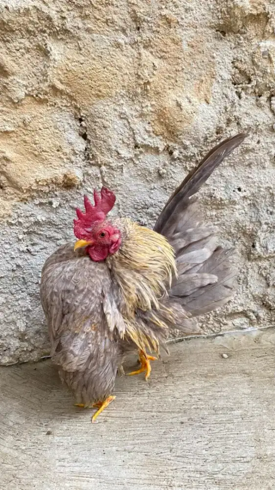 ayam serama asli