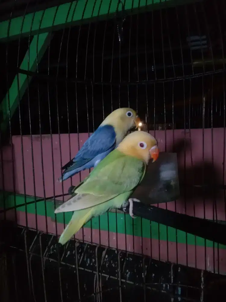 Lovebird sepasang mewah