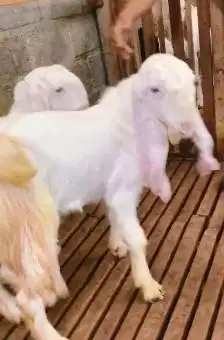 2 bakalan kambing etawa senduro jantan TB 70cm superan siap digemukin