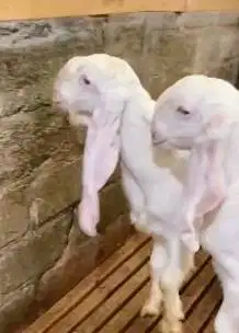 2 bakalan kambing etawa senduro jantan TB 70cm superan siap digemukin