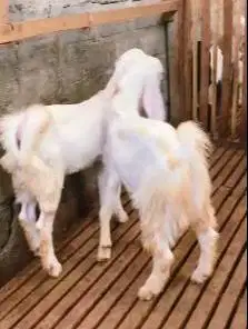 2 ekor bakalan kambing etawa senduro jantan 7 bulanan siap digemukin