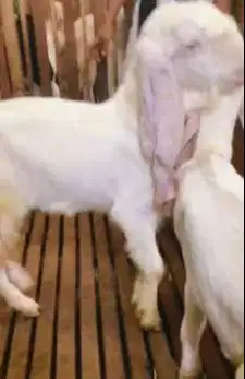 2 ekor bakalan kambing etawa senduro jantan 7 bulanan siap digemukin