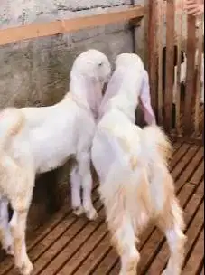 2 ekor bakalan kambing etawa jantan senduro 7 bulanan superan rawatan