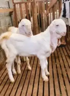 2 ekor bakalan kambing etawa jantan senduro 7 bulanan superan rawatan