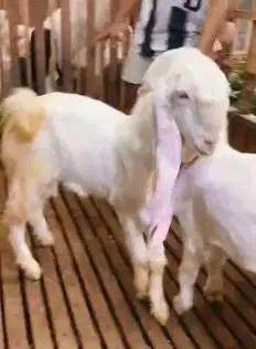 2 ekor kambing jantan 7 bulanan senduro siap penggemukan jamin manteb