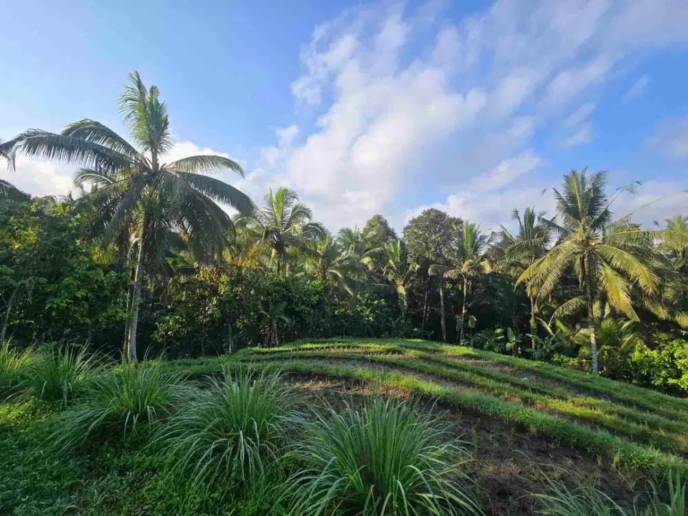 Dijual tanah kecil  sawah dan kebun di lingkungan villa tabanan bali