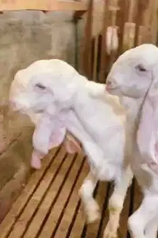 2 ekor bakalan kambing etawa jantan senduroan 7 bulanan siap digemukin