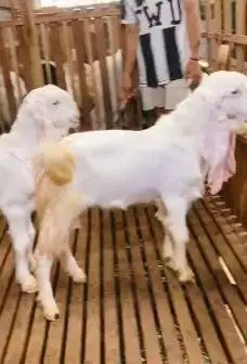 2 ekor bakalan kambing etawa jantan senduroan 7 bulanan siap digemukin