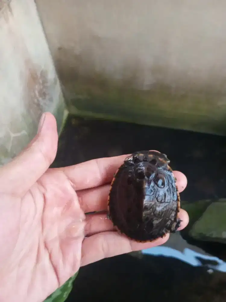 Kura kura Dada merah
