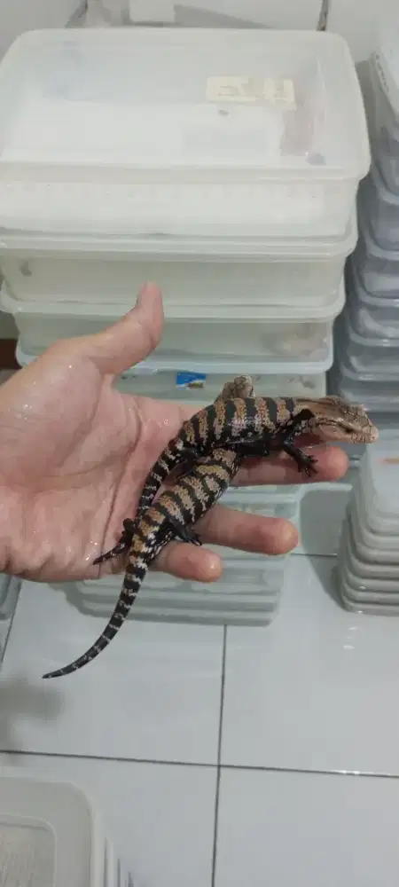 Kadal panana / blue toung skink
