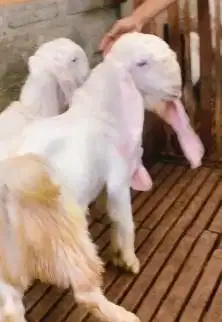 2 ekor bakalan kambing etawa senduro 7 bulanan siap ternak penggemukan