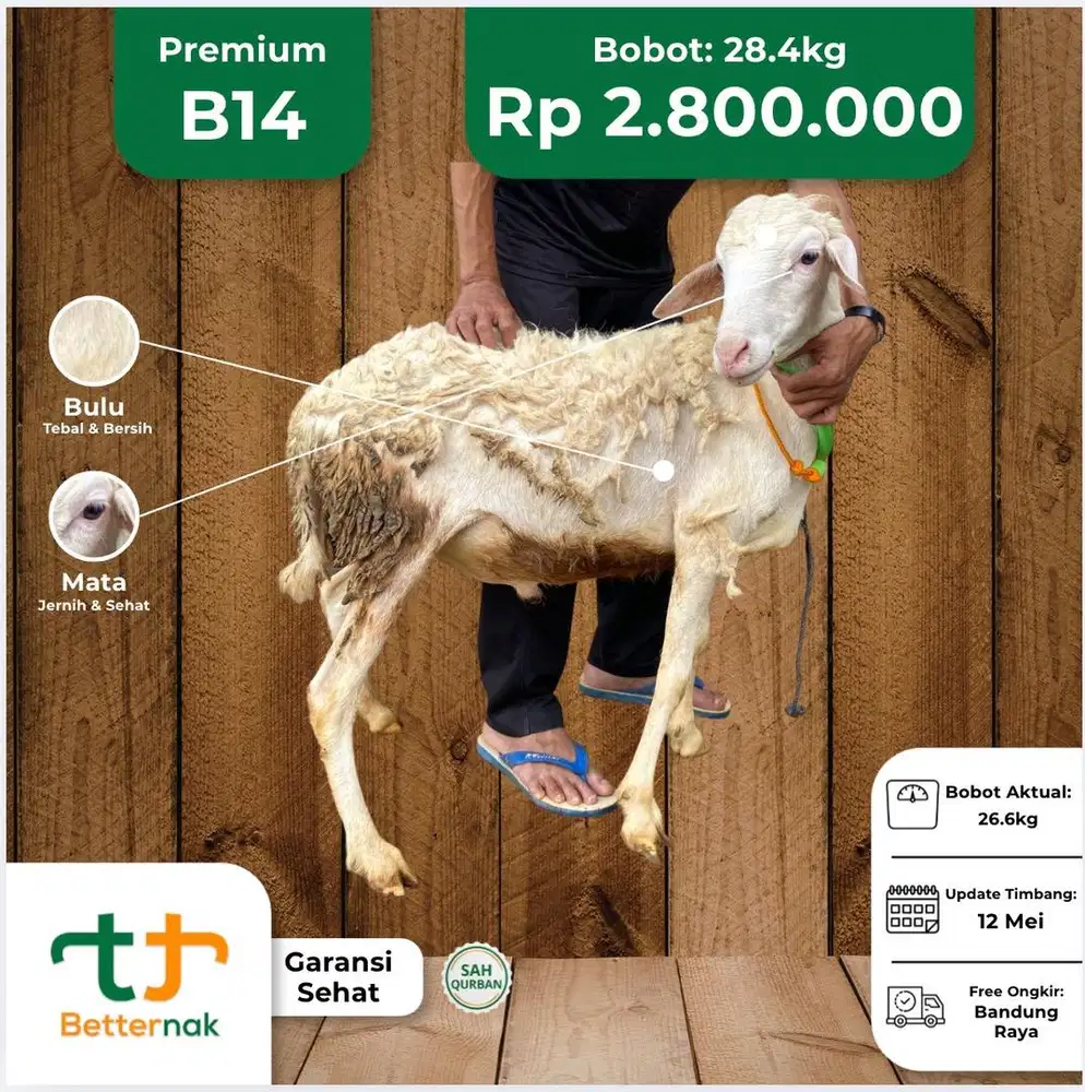 Sale Domba Hari Tasyrik