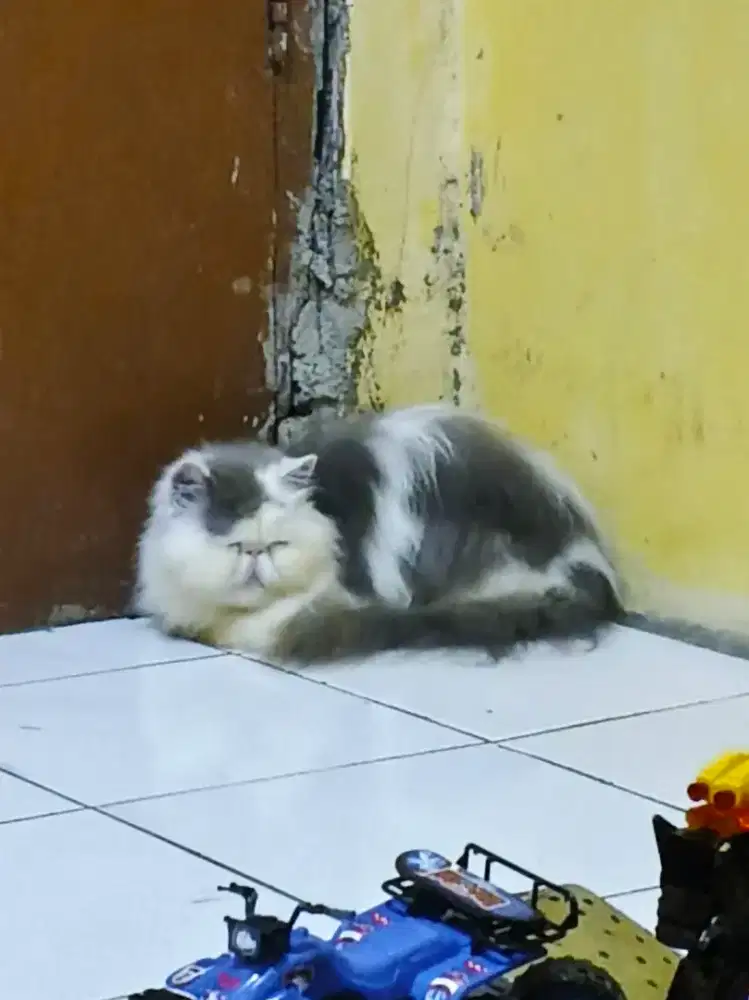 Kucing Persia Peaknose Extreme Betina