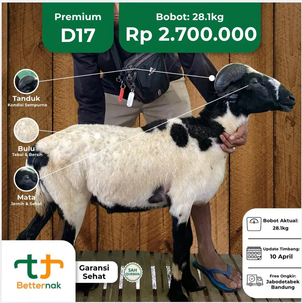 Sale Domba Hari Tasyrik