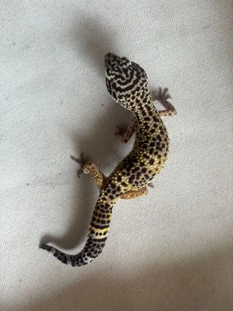 Leopard Gecko Dewasa