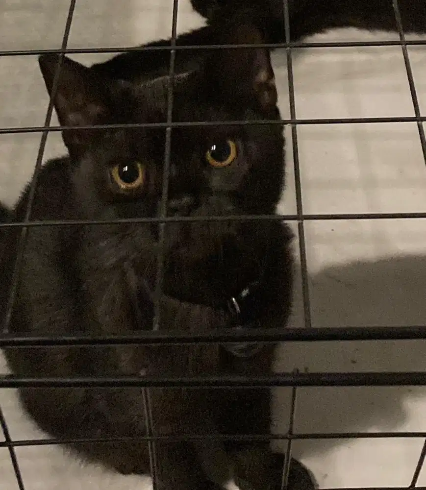 Kitten Siap adopsi ganti makannya aja DOB 16 Des'25 non Ped