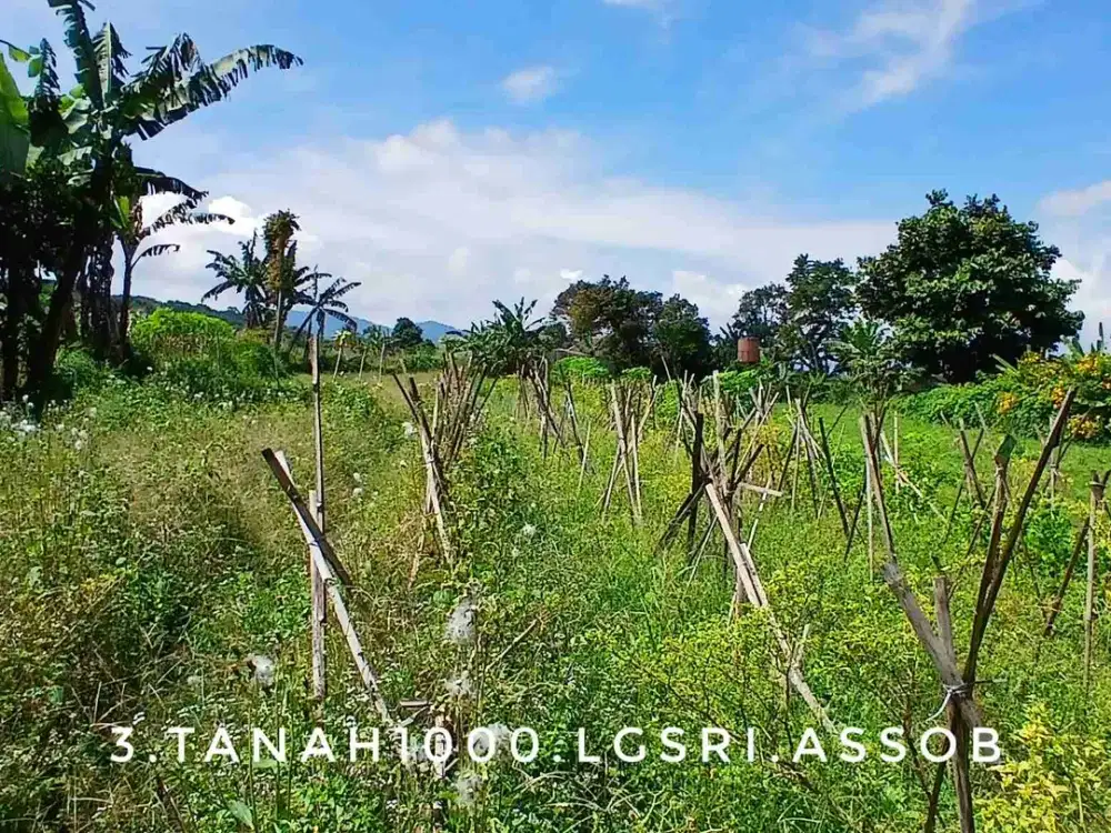 Dijual tanah kebun luas pinggir jalan view bagus dekat danau dan sekolahan