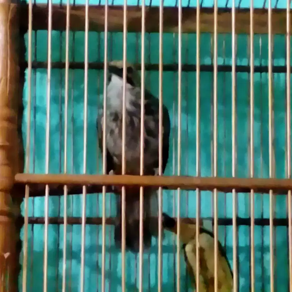 Cucak Rowo hutan sepasang jodoh