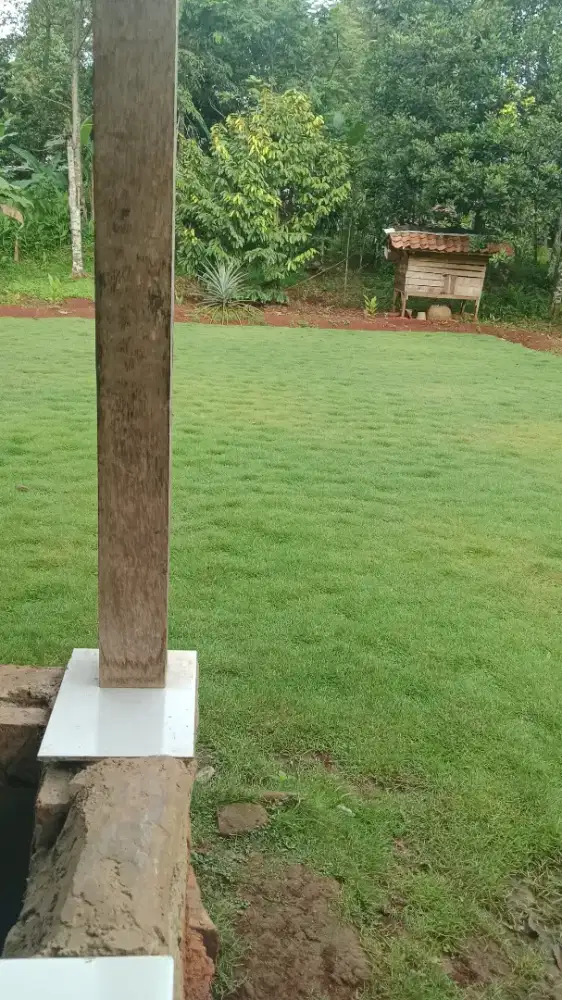 Jual Rumput jepang