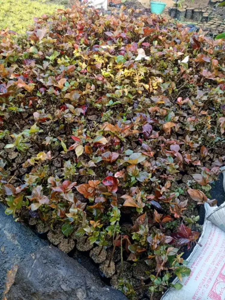 Tanaman akalipa merah