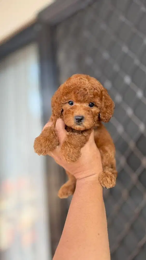 Poodle jantan betina