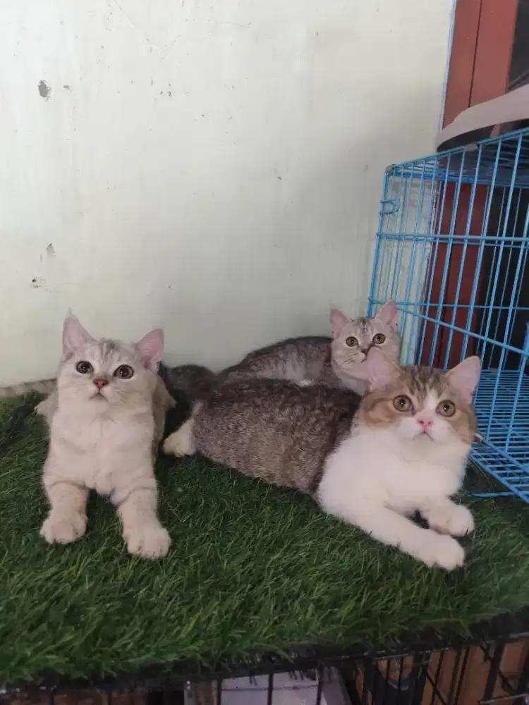 Kitten BSH 5bulan Jantan dan betina
