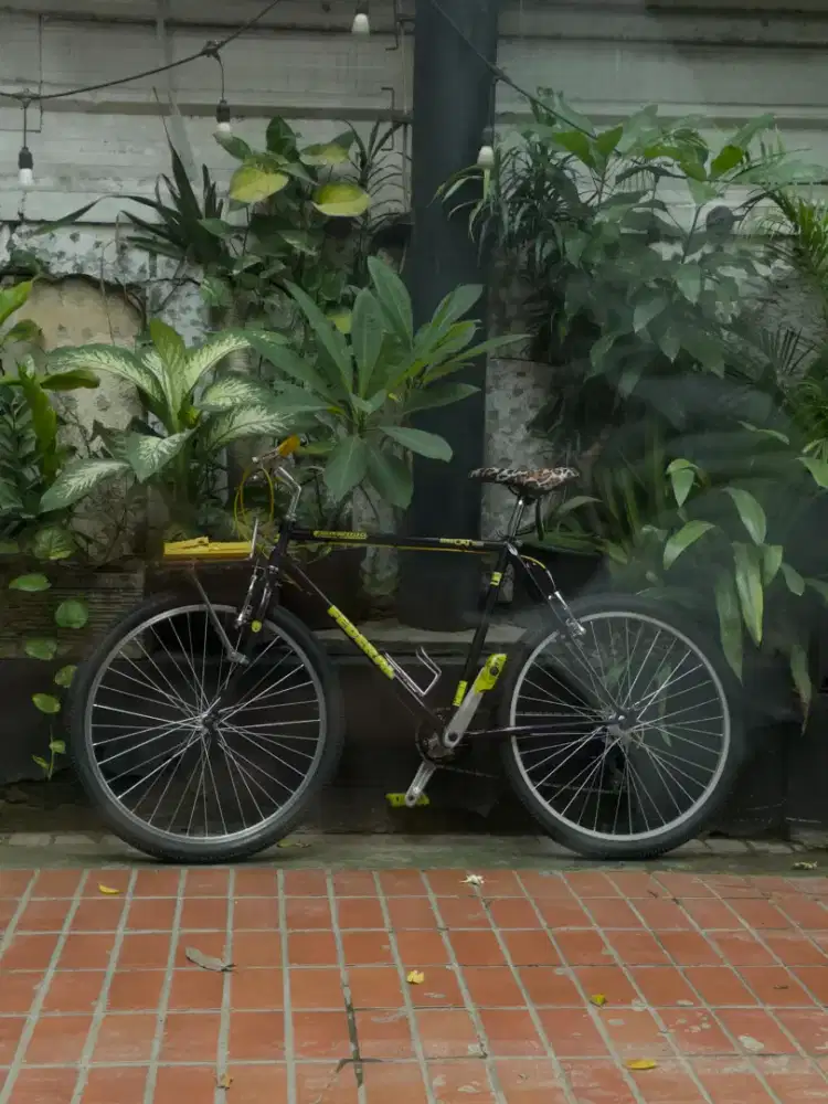 Sepeda federal street cat