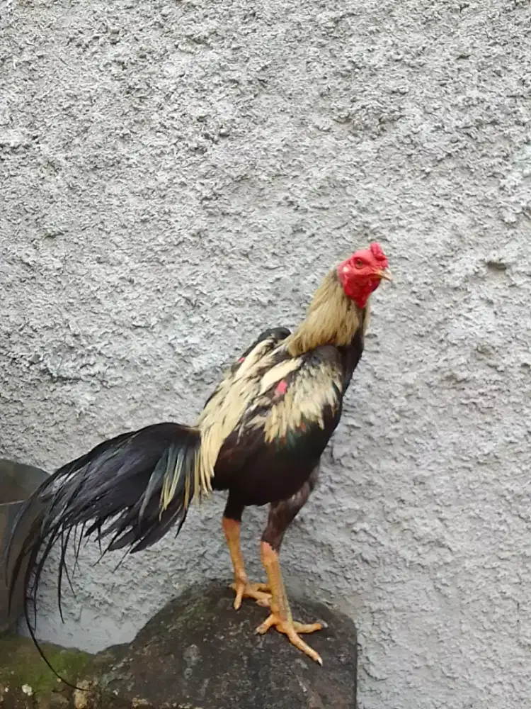 AYAM BANGKOK BIRMA UK 3,5