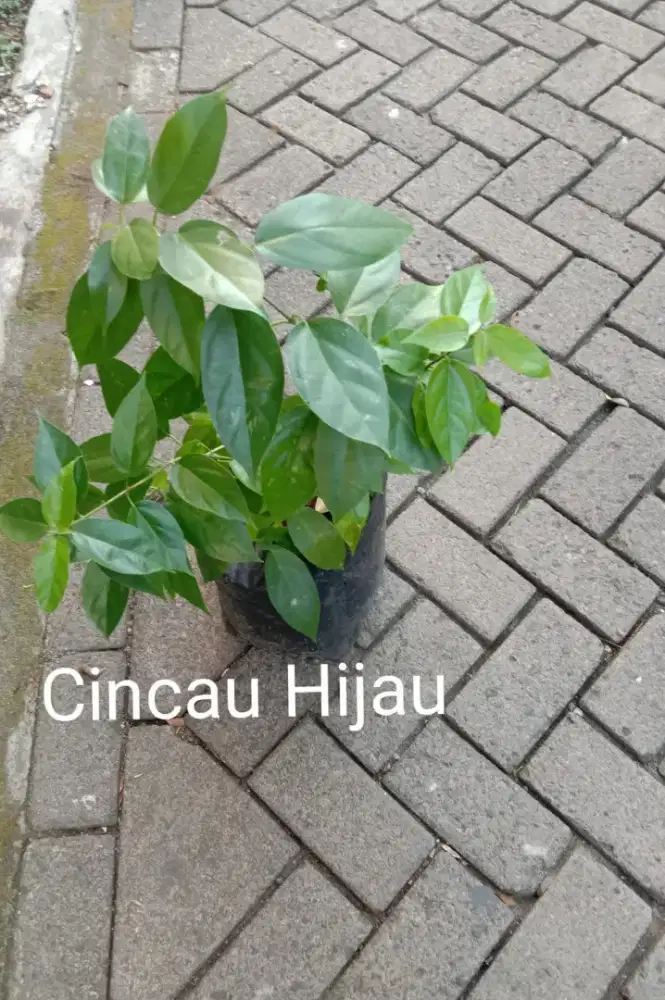 Tanaman Cincau Hijau Mengobati Panas Dalam