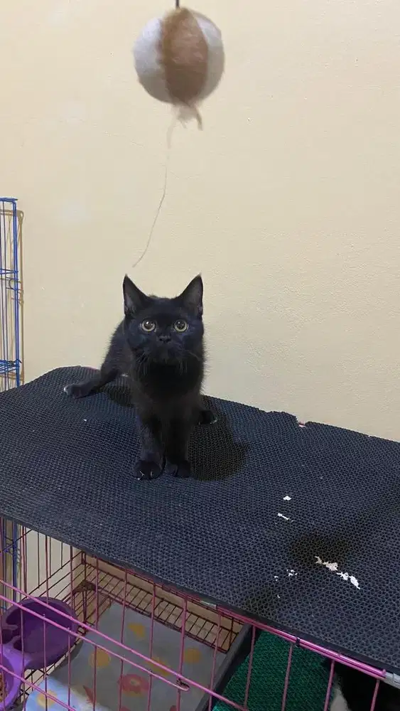 Kitten persia mix exo short hair