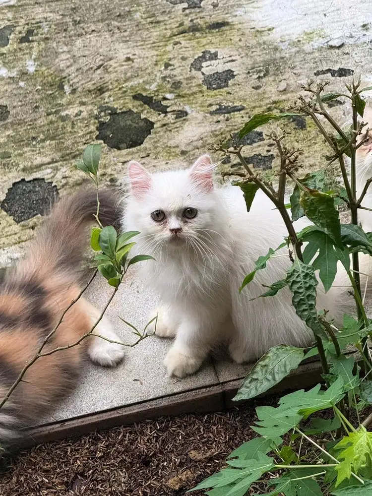 Kucing persia longhair