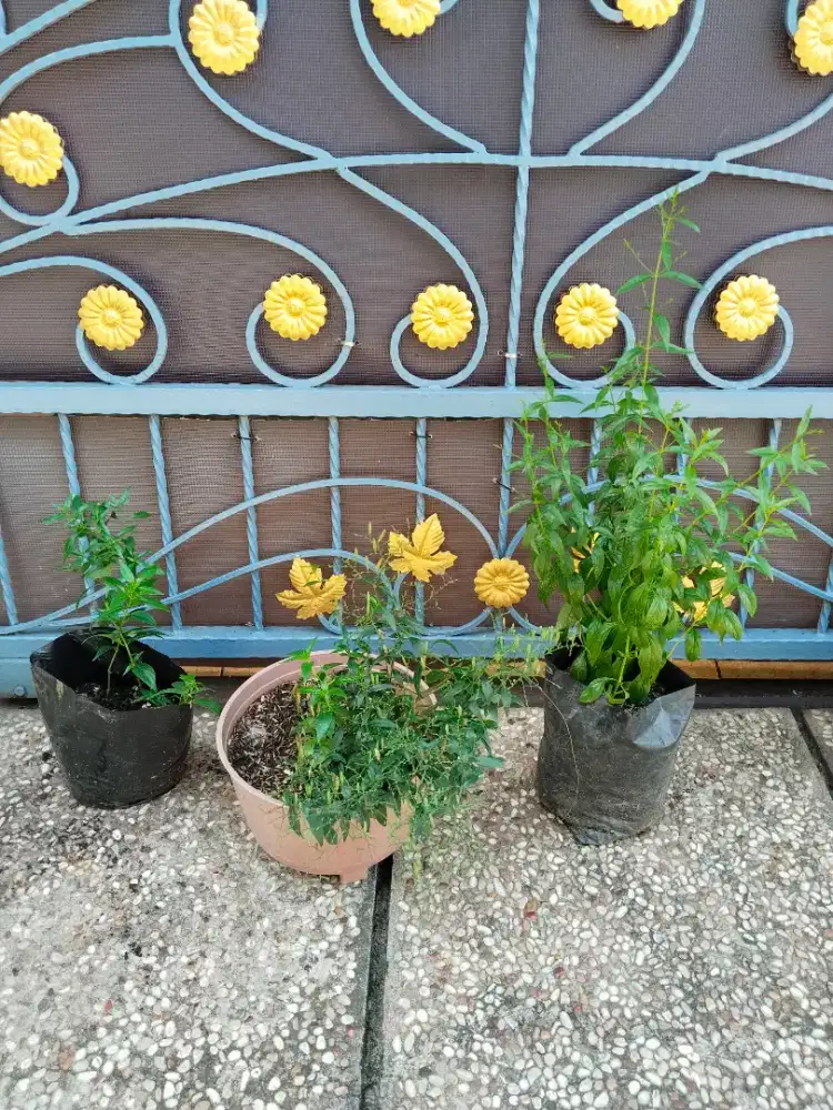 Tanaman Herbal Daun Sambiloto