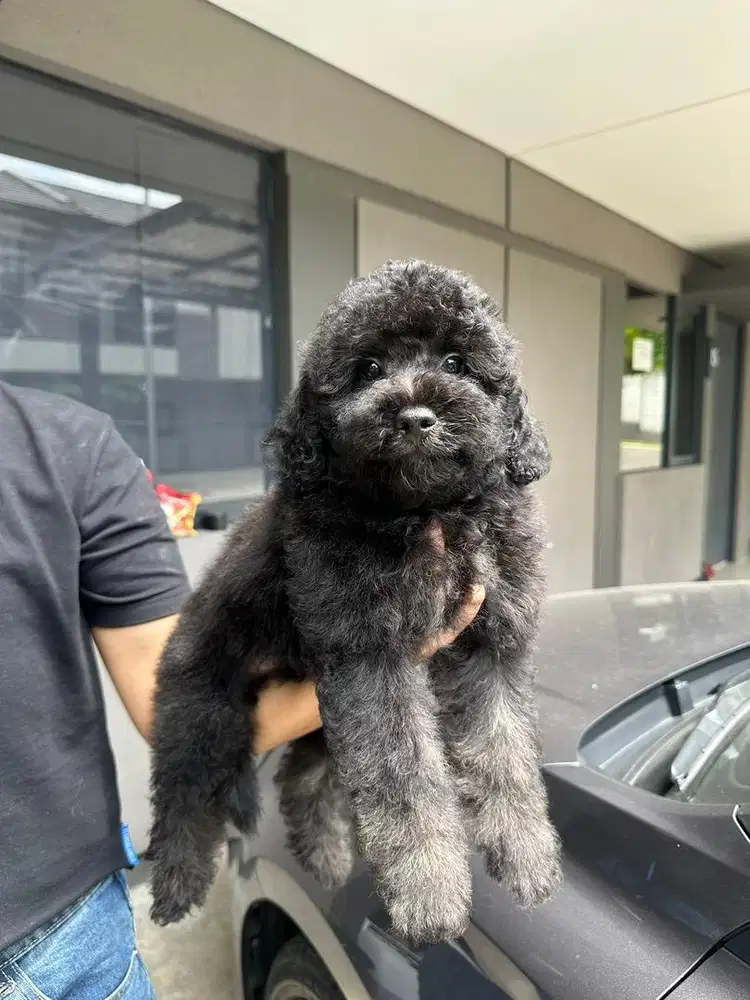 pure poodle kosongan