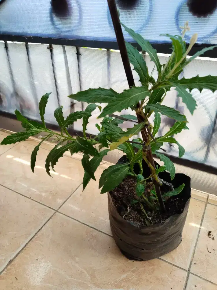 Tanaman Obat Bunga Kitolod