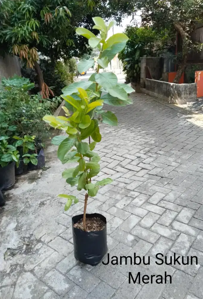 Tanaman Buah Jambu Sukun Merah