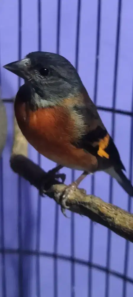 Burung betina siskin bagus siapan warna josss