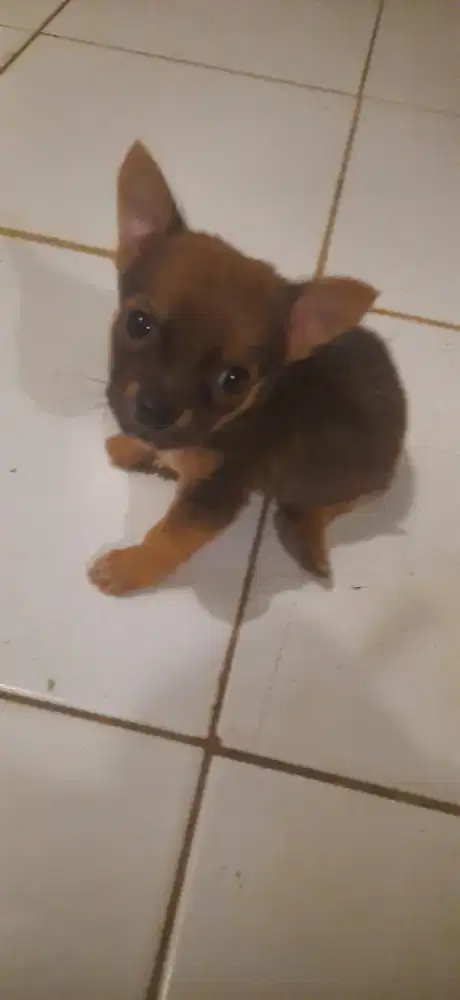 Jual cepat anak anjing mini